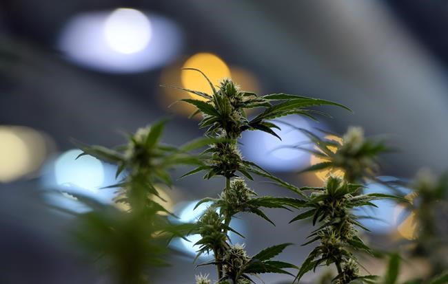 Two of Canada's big five banks backing away from marijuana industry | iNFOnews.ca