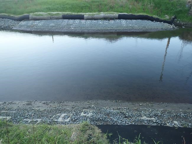 Trans Mountain pipeline work destroyed salmon habitat, scientist says | iNFOnews.ca