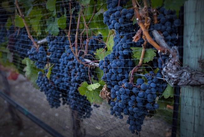 U.S. dispute over Canadian wine sales restrictions on the table at NAFTA talks | iNFOnews.ca U.S. dispute over Canadian wine sales restrictions on the table at NAFTA talks | iNFOnews.ca