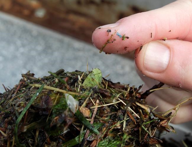 'Non-trivial dose': Study tries to estimate human consumption of microplastics | iNFOnews.ca CP230363747