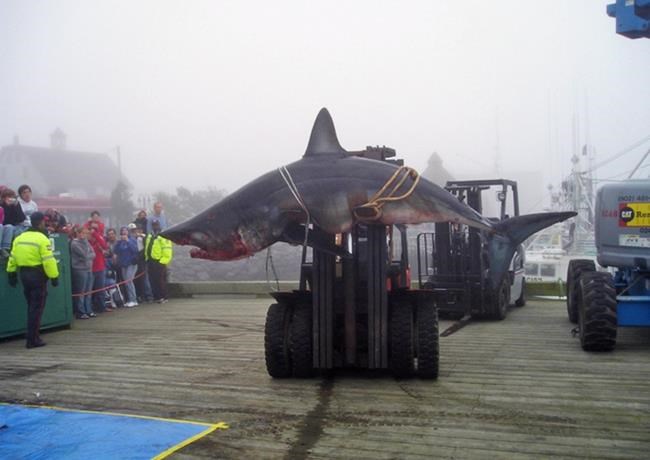 Mind your fingers: Canada's only shark derbies get underway in Nova Scotia | iNFOnews.ca CP1613487155