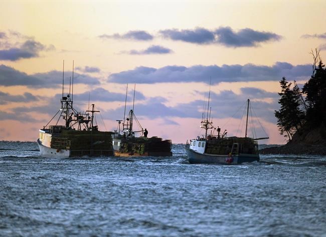 Government conflict of interest a threat to fish biodiversity: scientists | iNFOnews.ca