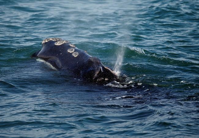 Slow response to right whale plight could have impact on Canadian fisheries | iNFOnews.ca
