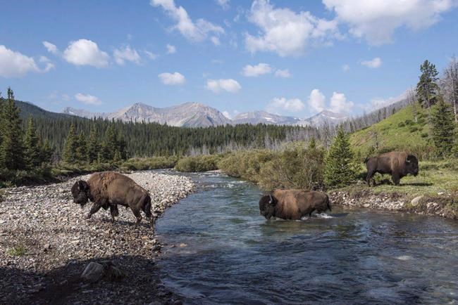 Parks Canada moves second bison bull that wandered out of Banff National Park | iNFOnews.ca Parks Canada moves second bison bull that wandered out of Banff National Park | iNFOnews.ca