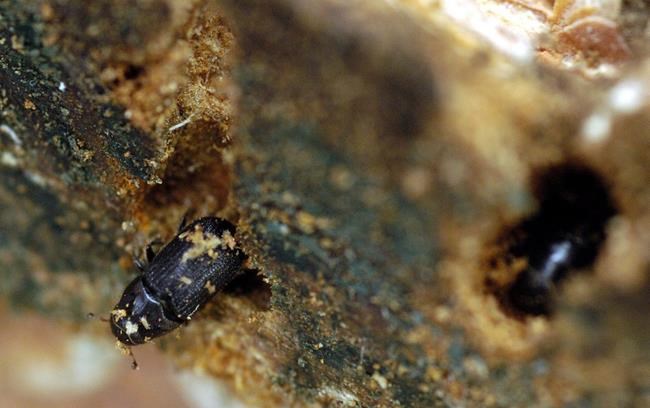 Chamber of Commerce calls for federal funding to stop pine beetle spread | iNFOnews.ca