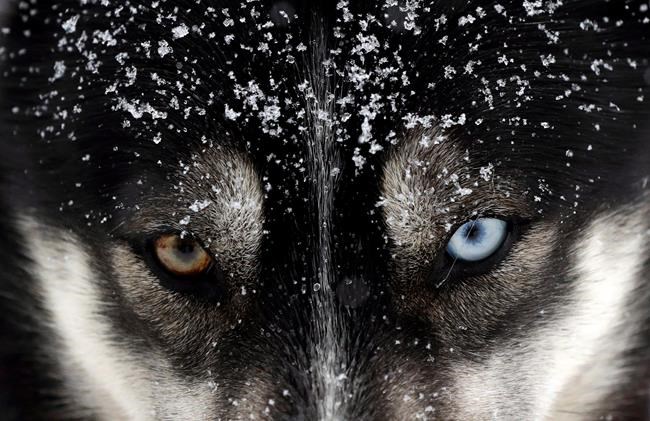 Federal government apologizes for historic sled dog killings in the North | iNFOnews.ca CP932727961