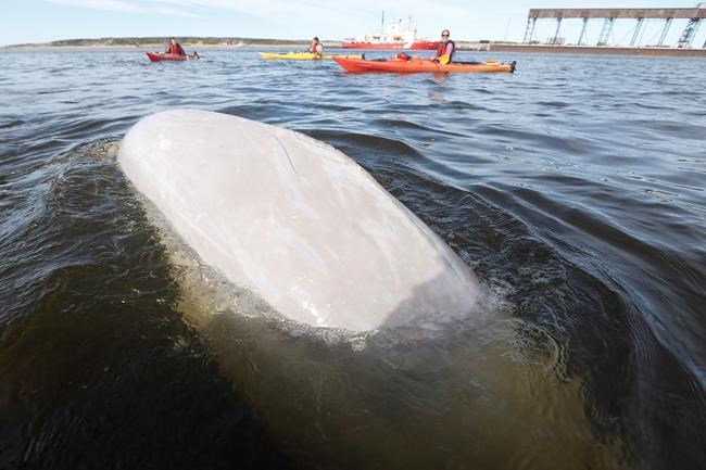 Up close and personal with Churchill's whimsical beluga whales | iNFOnews.ca