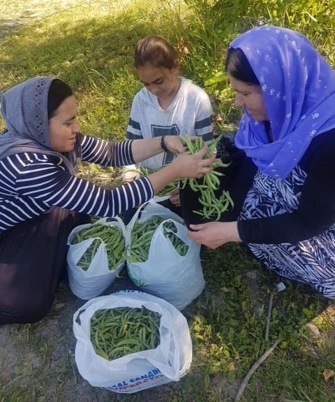 'A healing farm:' Produce project helps Yazidi refugees in Manitoba plant roots | iNFOnews.ca 'A healing farm:' Produce project helps Yazidi refugees in Manitoba plant roots | iNFOnews.ca