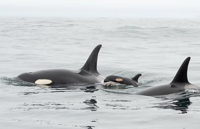 Newborn southern resident whale calf spotted swimming in British Columbia waters | iNFOnews.ca Newborn southern resident whale calf spotted swimming in British Columbia waters | iNFOnews.ca