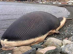 Royal Ontario Museum begins arduous task of recovering blue whale carcasses | iNFOnews.ca CP28282444