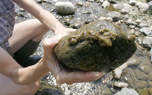 Rock snot's not an invasive species, but sign of changing environment: study | iNFOnews.ca CP28288599