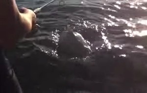 Big Lake Ontario shark hoax shows risks posed by viral marketing, experts say | iNFOnews.ca CP29200602