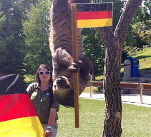 Toronto sloth that predicted World Cup winner refuses scroll from city | iNFOnews.ca CP29328345
