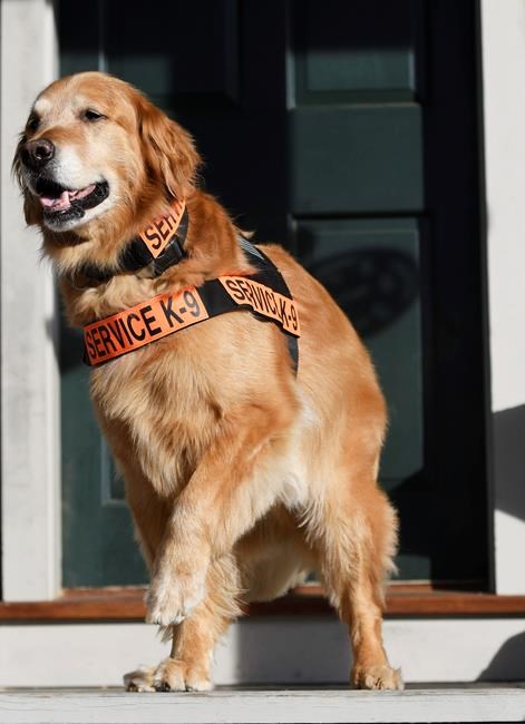 Service dog whose story raised awareness of PTSD has died | iNFOnews.ca