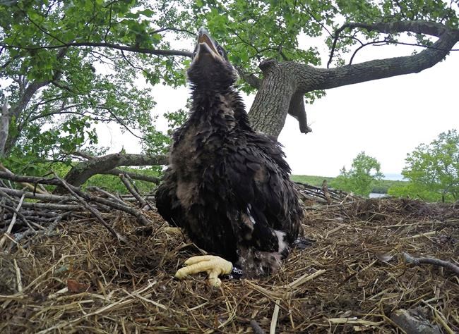 Fourth of July fireworks discouraged for sake of bald eagles | iNFOnews.ca