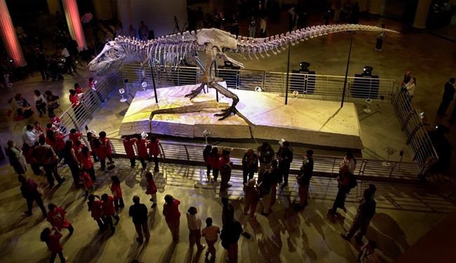 Those tiny T. rex arms appear little used, researchers say | iNFOnews.ca Those tiny T. rex arms appear little used, researchers say | iNFOnews.ca