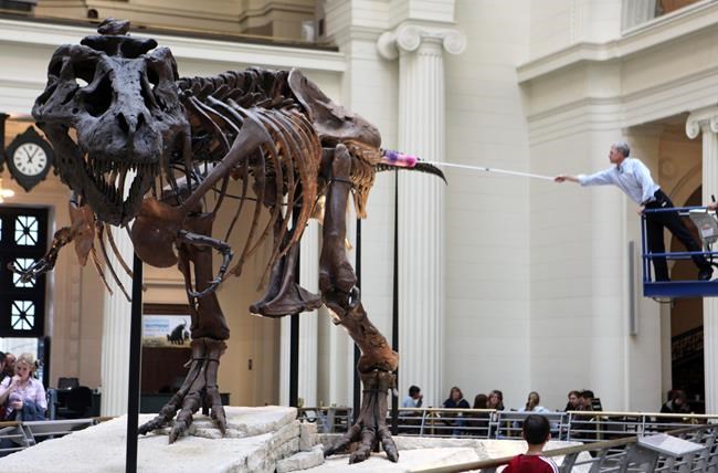 Field Museum in Chicago to become home to new dinosaur | iNFOnews.ca Field Museum in Chicago to become home to new dinosaur | iNFOnews.ca