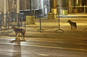 Photographer catches wild coyotes checking out bar scene near Chicago's historic Wrigley Field | iNFOnews.ca CP20990496