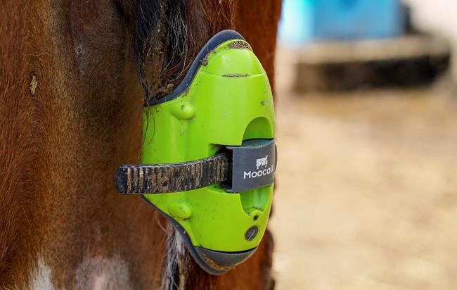 Bovines online: Farmers are using AI to help monitor cows | iNFOnews.ca Bovines online: Farmers are using AI to help monitor cows | iNFOnews.ca