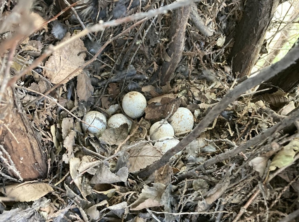 iN PHOTOS: Beloved California quail having babies in the Okanagan | iNFOnews.ca iN PHOTOS: Beloved California quail having babies in the Okanagan | iNFOnews.ca
