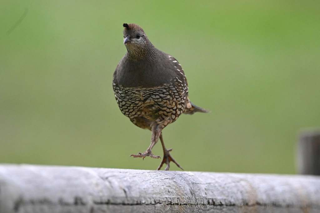 iN PHOTOS: Beloved California quail having babies in the Okanagan | iNFOnews.ca iN PHOTOS: Beloved California quail having babies in the Okanagan | iNFOnews.ca