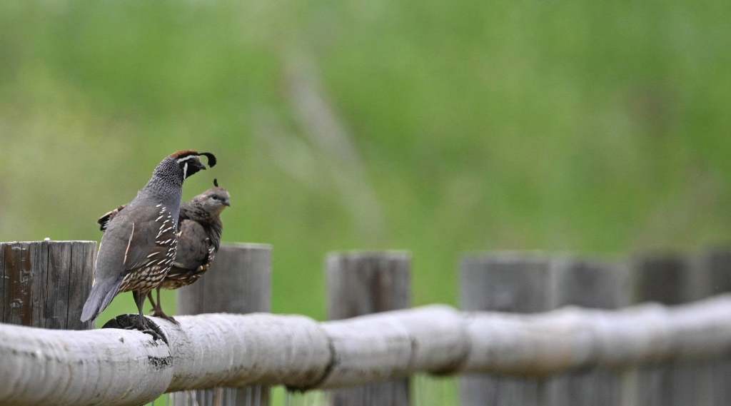 iN PHOTOS: Beloved California quail having babies in the Okanagan | iNFOnews.ca iN PHOTOS: Beloved California quail having babies in the Okanagan | iNFOnews.ca