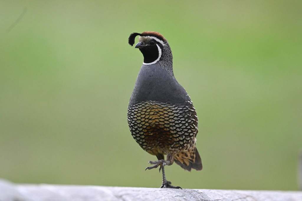 iN PHOTOS: Beloved California quail having babies in the Okanagan | iNFOnews.ca iN PHOTOS: Beloved California quail having babies in the Okanagan | iNFOnews.ca