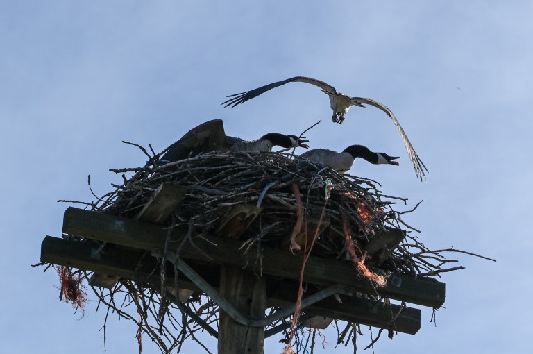 Two geese in a nest have their beaks open while an osprey flies overhead.