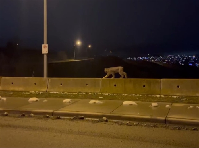 A lynx walks along the top of a highway divider at night.