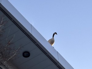 A Canada goose peers down from the top of a building.