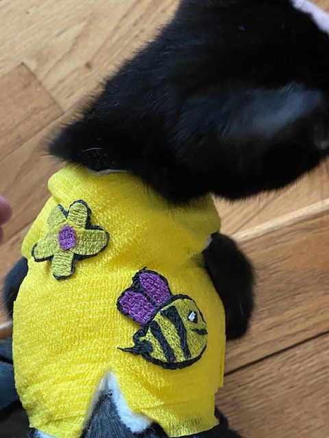 Kitten rescued with litter of strays in Armstrong gets life-saving surgery | iNFOnews.ca