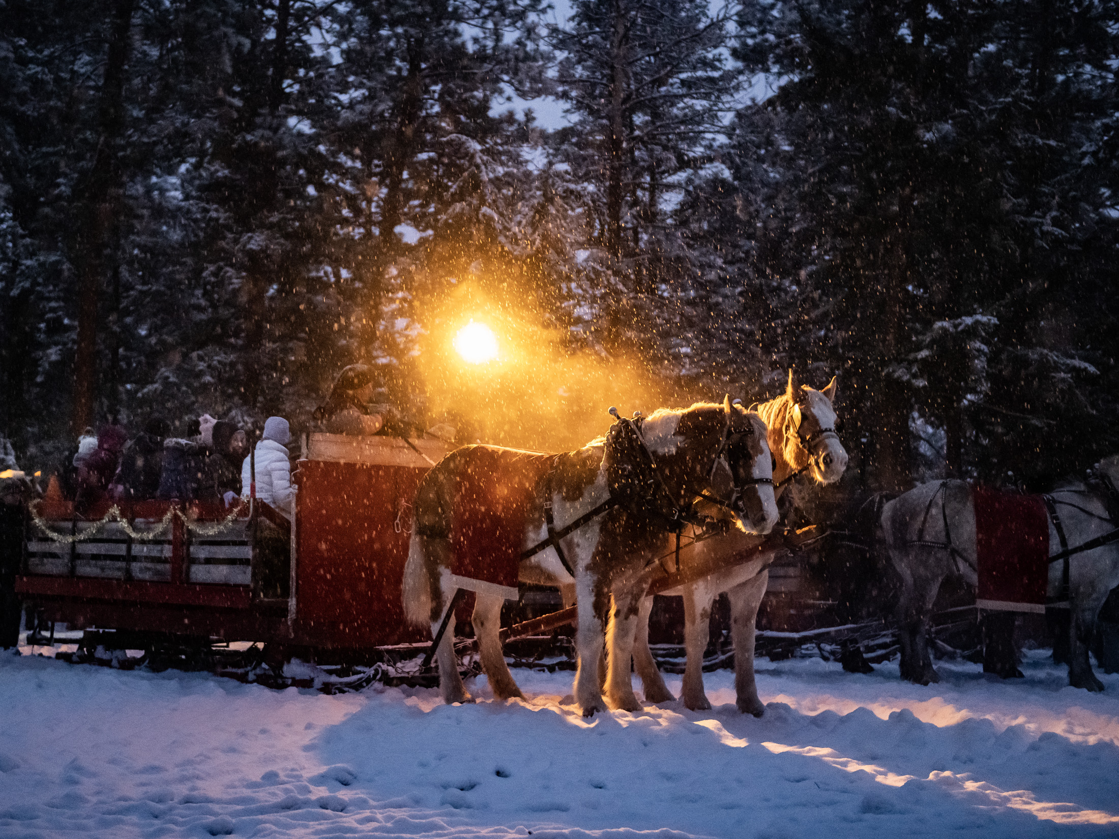 Two horses hooked to a sled stand in a forest in falling snow.
