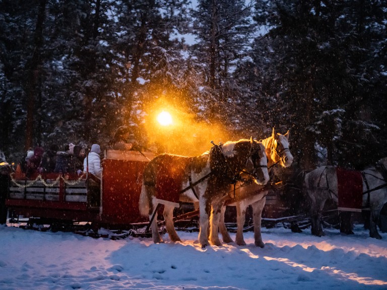Two horses hooked to a sled stand in a forest in falling snow.