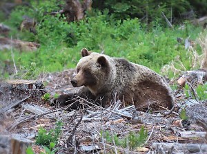 A grizzly bear is lying on a forest floor.