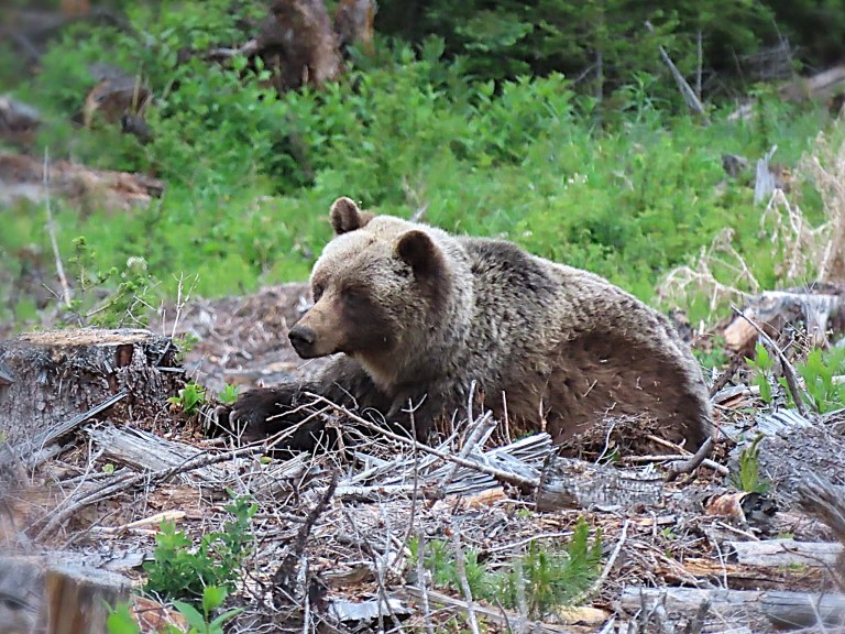 A grizzly bear is lying on a forest floor.