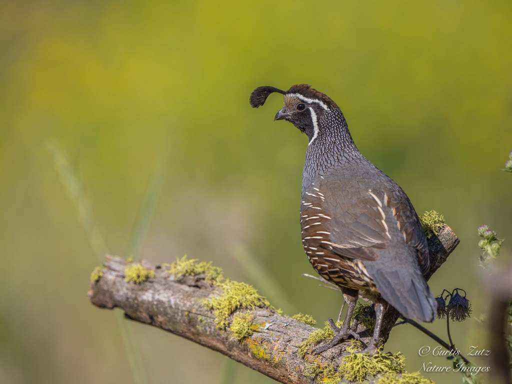 iN PHOTOS: Beloved California quail having babies in the Okanagan | iNFOnews.ca iN PHOTOS: Beloved California quail having babies in the Okanagan | iNFOnews.ca