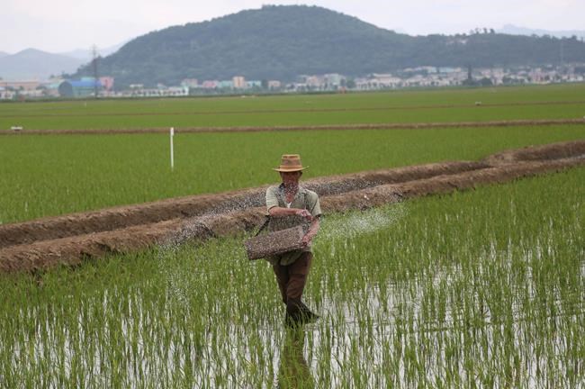 AP PHOTOS: North Korea farmers focus on fields, not summit | iNFOnews.ca AP PHOTOS: North Korea farmers focus on fields, not summit | iNFOnews.ca