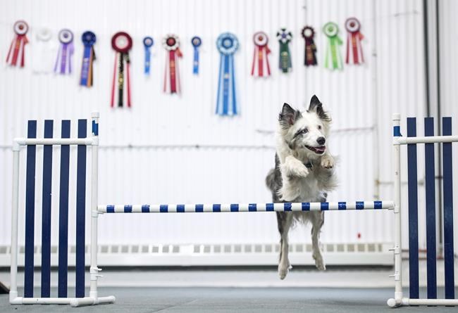 Deaf dog once thought to be untrainable wins champion agility title | iNFOnews.ca Deaf dog once thought to be untrainable wins champion agility title | iNFOnews.ca