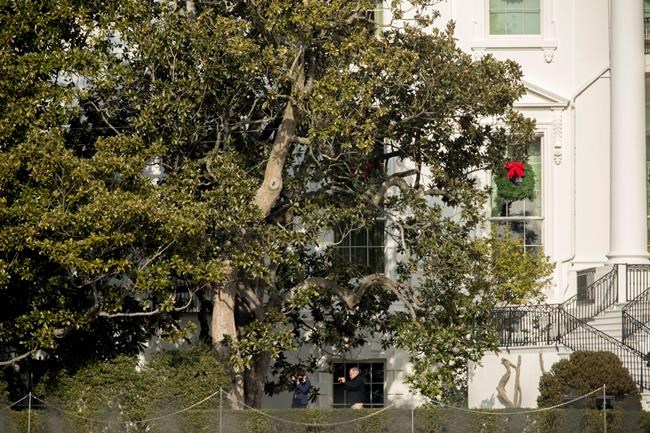 Historic White House magnolia cut back for safety reasons | iNFOnews.ca Historic White House magnolia cut back for safety reasons | iNFOnews.ca