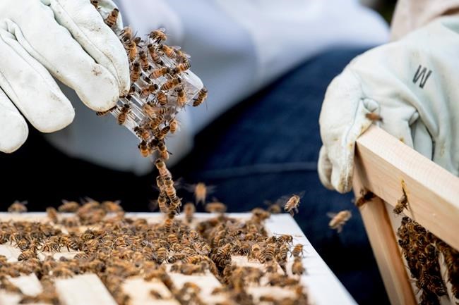 Even during pandemic beekeeping remains an essential service | iNFOnews.ca Even during pandemic beekeeping remains an essential service | iNFOnews.ca