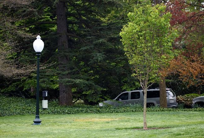 White House mystery: Where is Macron's gifted oak tree? | iNFOnews.ca White House mystery: Where is Macron's gifted oak tree? | iNFOnews.ca
