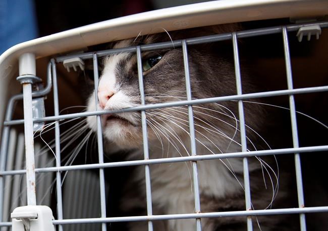 Animals evacuated from Virginia ahead of Hurricane Florence | iNFOnews.ca