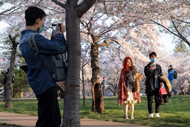Nations's capital trying to keep crowds from cherry blossoms | iNFOnews.ca