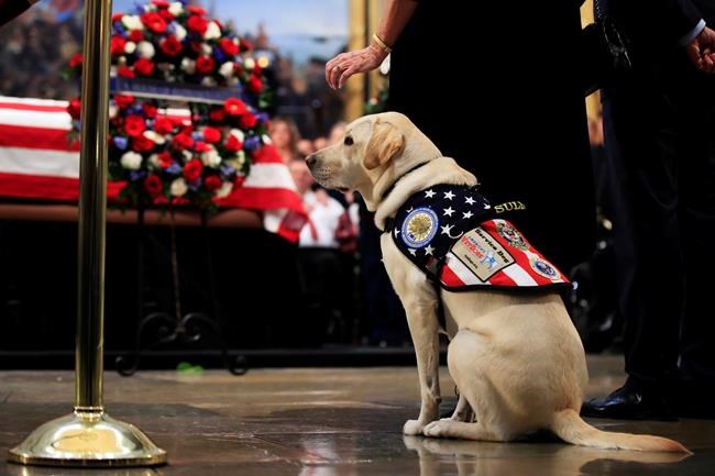 Good boy: Sully the service dog visits Bush's casket | iNFOnews.ca