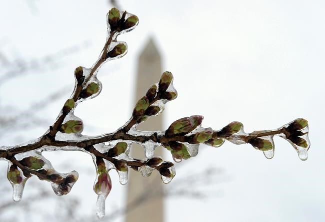 The Latest: Trains returning; cold threatens cherry blossoms | iNFOnews.ca