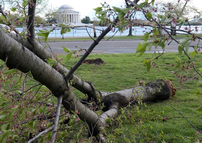 High winds bring down cherry trees near Jefferson Memorial | iNFOnews.ca High winds bring down cherry trees near Jefferson Memorial | iNFOnews.ca