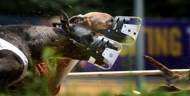 In West Virginia, greyhound racing's days could be numbered | iNFOnews.ca In West Virginia, greyhound racing's days could be numbered | iNFOnews.ca