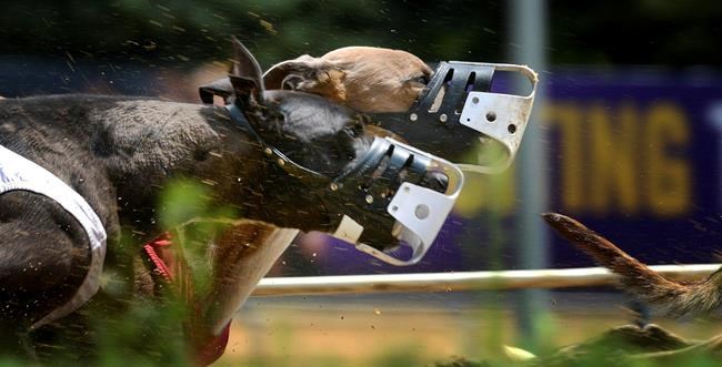 Bid to axe greyhound racing funds rejected in West Virginia | iNFOnews.ca