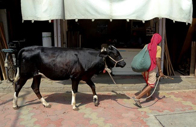 Human rights group demands India prosecute attacks over cows | iNFOnews.ca Human rights group demands India prosecute attacks over cows | iNFOnews.ca
