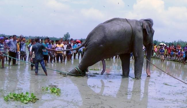 Bangladesh tries to move stranded elephant to safari park | iNFOnews.ca Bangladesh tries to move stranded elephant to safari park | iNFOnews.ca